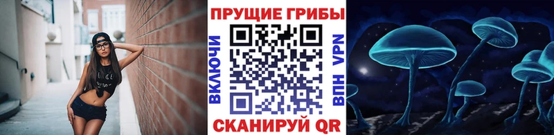 Псилоцибиновые грибы Psilocybe Осташков